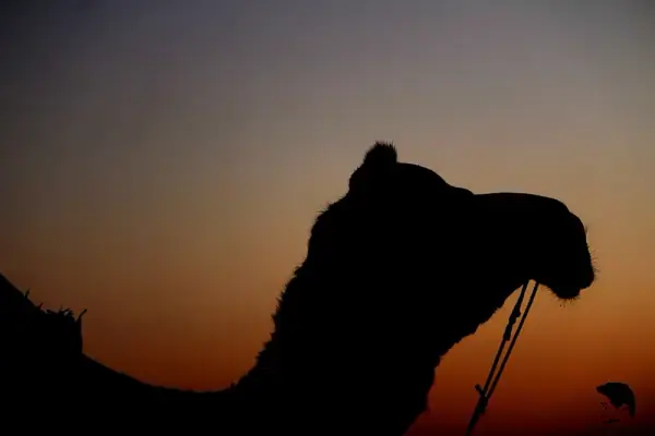 Jaisalmer Desert sunset, Jaisalmer
