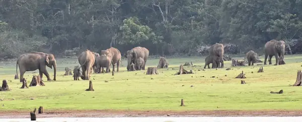 Nagarhole, Nagarhole