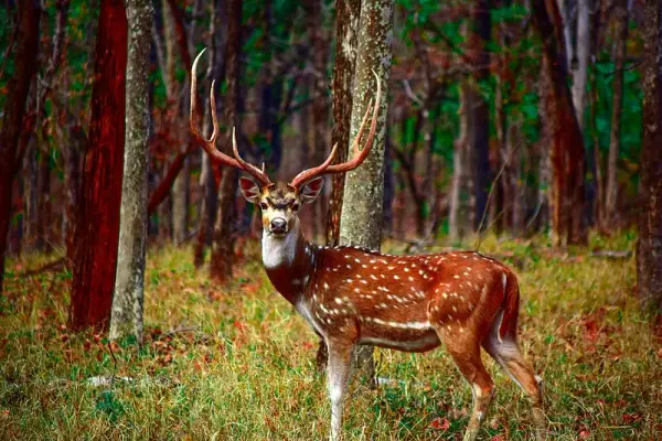 Pench National Park Madhya Pradesh, Seoni
