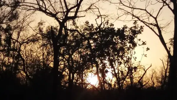 Pench National Park sunset, Seoni