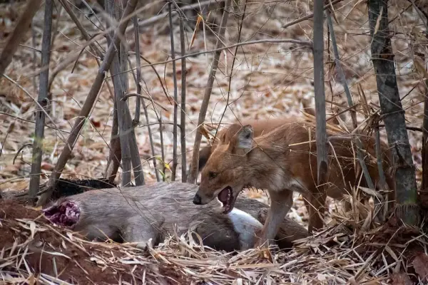 Tadoba Andhari Tiger Reserve Maharashtra, Chandrapur